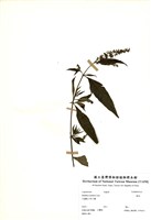 藏品(揚波)的圖片